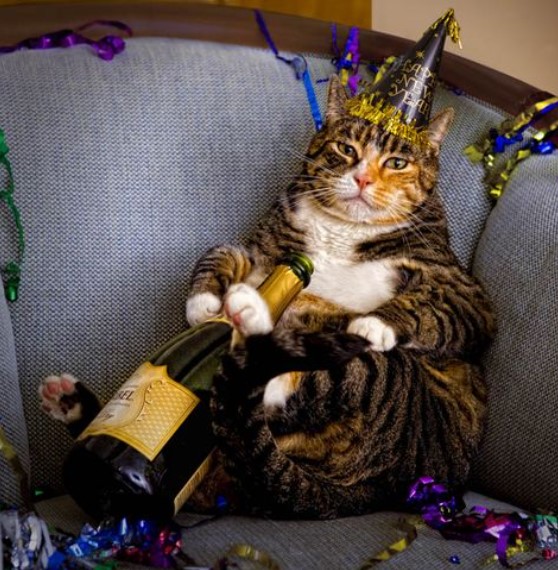 Festive Felines: Safely Dressing Your Cat for New Year Celebrations