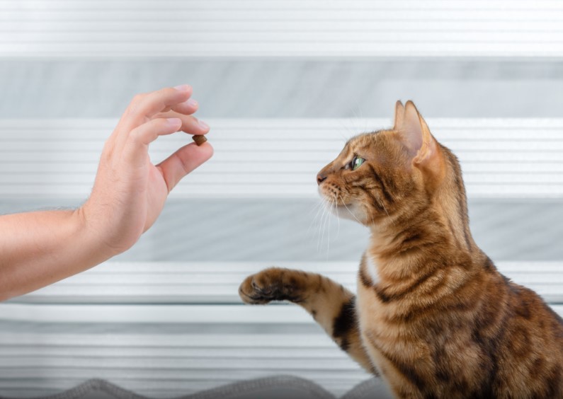 Feline Fundamentals: Unlocking the Secrets to Successful Cat Training